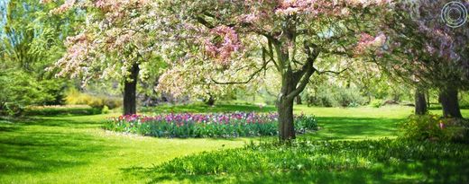 Sobrevive a la primavera: consejos claves para combatir las alergias y disfrutar la estación