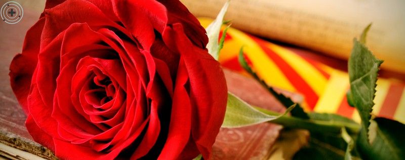 Sant Jordi en Cataluña: Una tradición de amor, cultura y leyenda